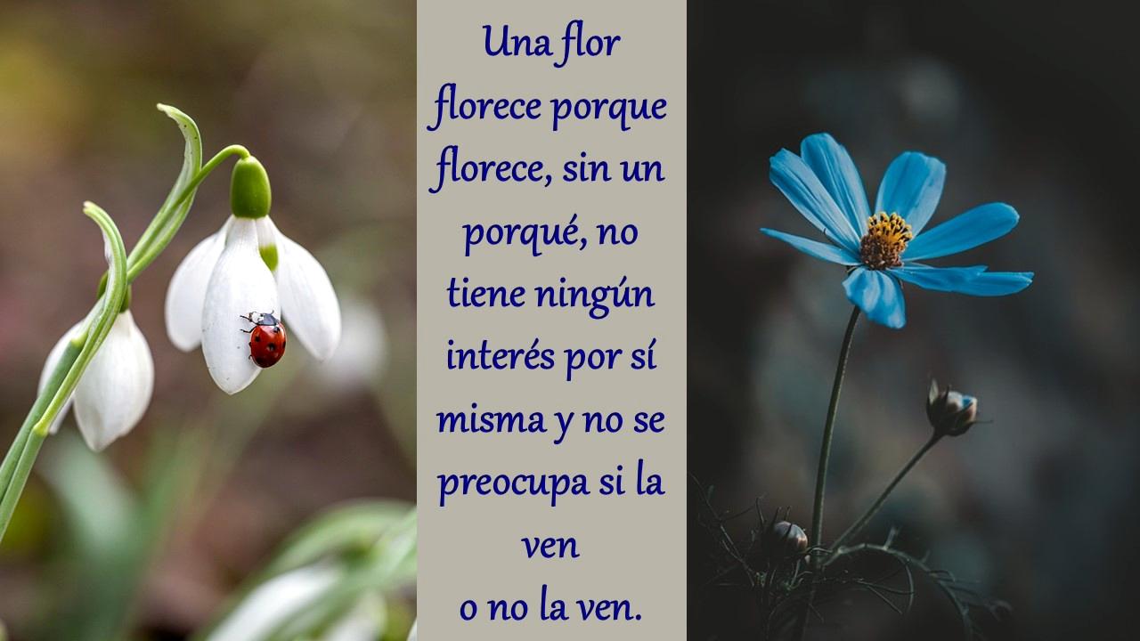 Una flor